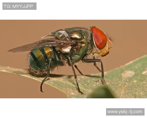 科学极限运动的前沿技术与训练方法探讨与实践分享